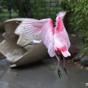 spoonbill in flight