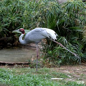 sarus crane stretching