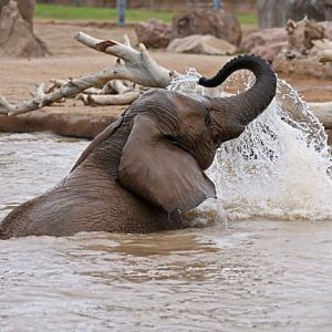 bush elephant in pool