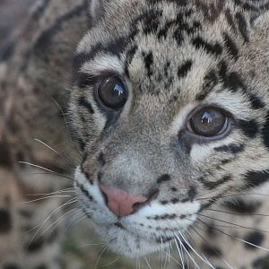 Clouded Leopard Cub