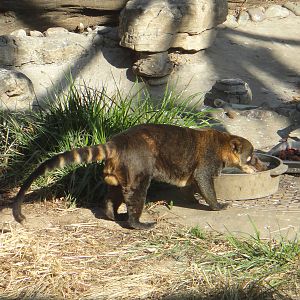 Unlabelled Coati