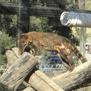 Unlabelled Coati
