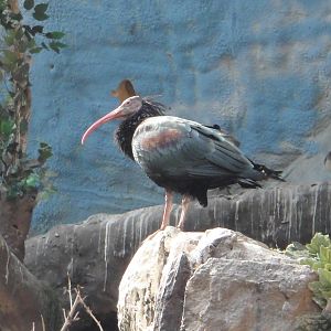 Bald Ibis/Geronticus eremita