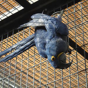 Hyacinth Macaw/Anodorhynchus hyacinthinus