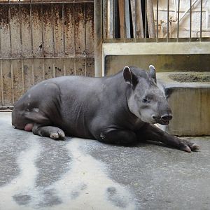 South American tapir (Tapirus terrestris)