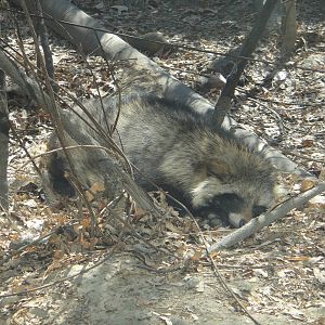 Raccoon dog (Nyctereutes procyonoides)