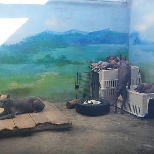 Mexican Hairless Dog