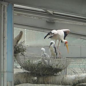Yellow-billed Stork (Mycteria ibis) nestling