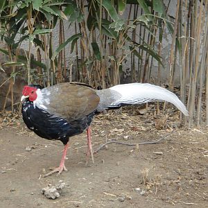 Silver Pheasant (Lophura nycthemera)