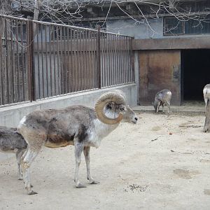 Gansu argali /Ovis ammon dalailama
