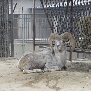 Gansu argali /Ovis ammon dalailama (male)