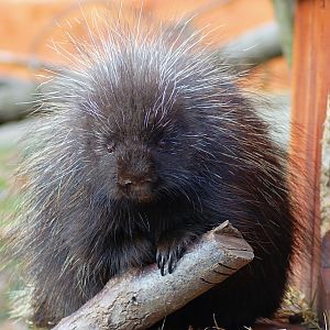North American Tree Porcupine in Miskolc Zoo