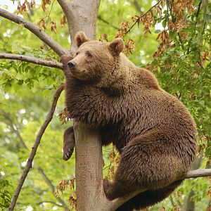 Brown bear on the tree in Miskolc Zoo