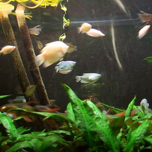 Aquarium with asian fishspecies