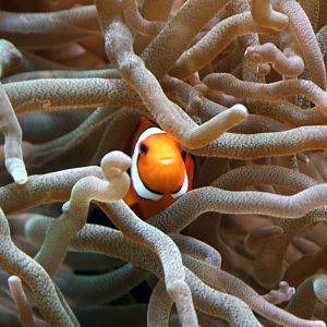 Clownfish