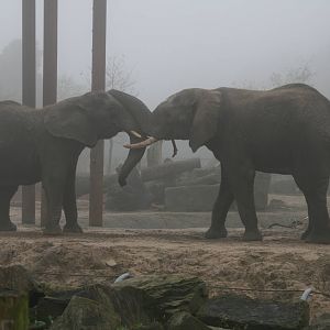 Tembo and tooth playing in the mist