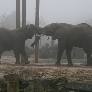 Tembo and tooth playing in the mist