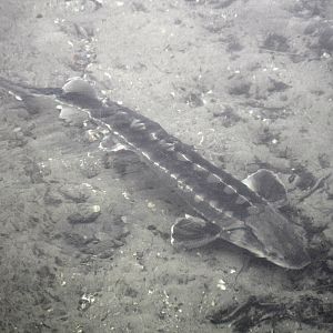 Sturgeon