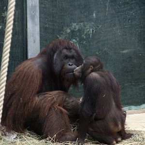 Bornean orangutan