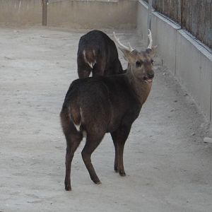 Indian hog deer (Hyelaphus porcinus)