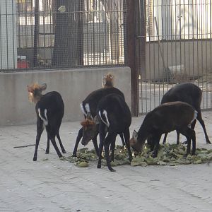 Black Muntjac (Muntiacus crinifrons)