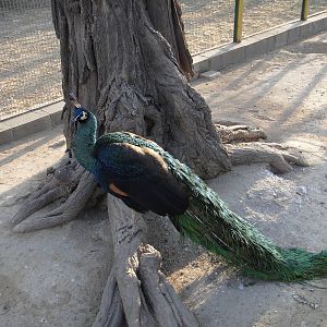 Green Peafowl (Pavo muticus)