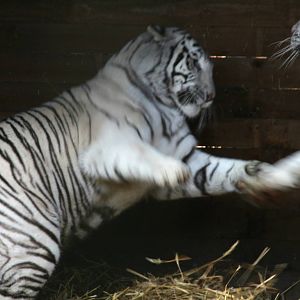 sister and brother don't always get along