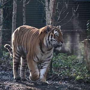 Siberian tiger