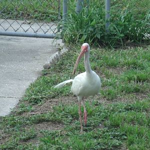 American White Ibis