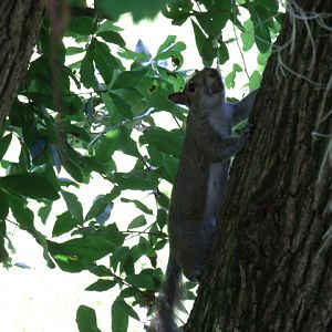 Florida Grey Squirrel