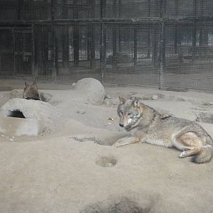 Mongolian wolf (Canis lupus chanco)
