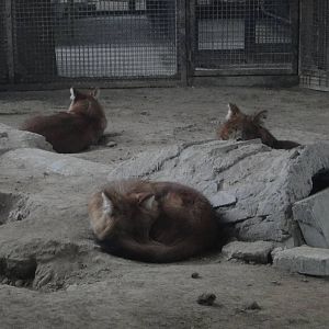 Dholes (Cuon alpinus) sleeping at dusk