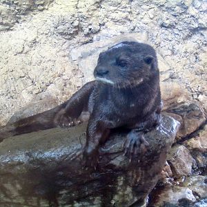 Spotted Necked Otter