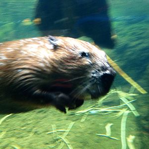 Canadian Beaver