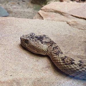 North Pacific Rattlesnake