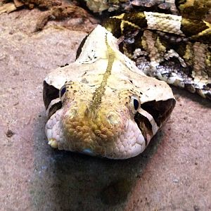Gaboon Viper