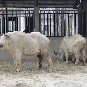 Golden takin (Budorcas taxicolor bedfordi)
