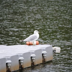 Ring-Billed Gull