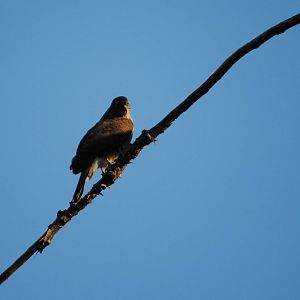Broad-Winged Hawk