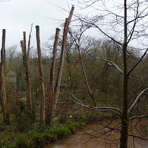 Orangutan Islands update, 2 March 2014