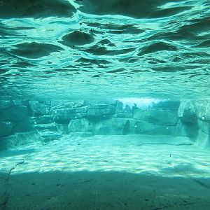 Wilds of Africa - Gateway - African Penguin Exhibit