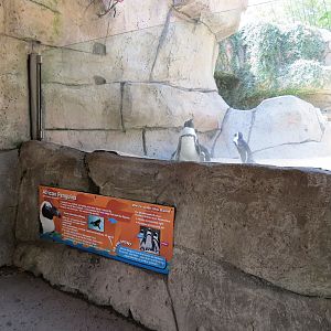 Wilds of Africa - Gateway - African Penguin Exhibit