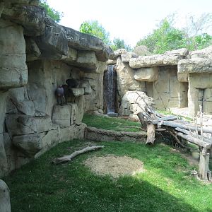 Wilds of Africa - Gateway - Mandrill Exhibit