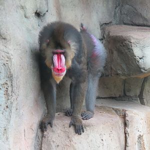 Wilds of Africa - Gateway - Mandrill Exhibit