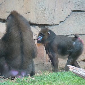 Wilds of Africa - Gateway - Mandrill Exhibit