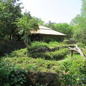 Wilds of Africa - Gorilla Trail - Gorilla Exhibit 1