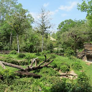 Wilds of Africa - Gorilla Trail - Gorilla Exhibit 1