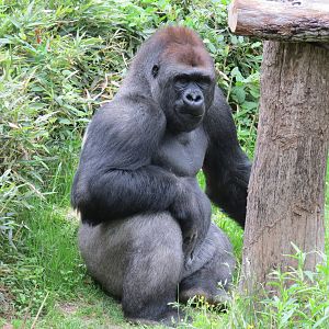 Wilds of Africa - Gorilla Trail - Gorilla Exhibit 1