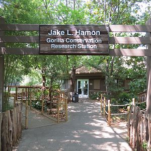 Wilds of Africa - Gorilla Trail - Gorilla Station