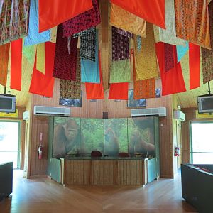 Wilds of Africa - Gorilla Trail - Gorilla Station